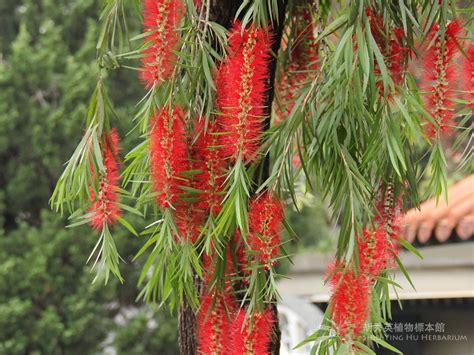 黃金串錢柳風水|串錢柳 (Callistemon viminalis)